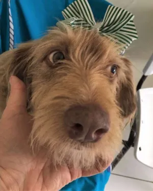 Cachorro raça SRD idade 7 a 11 meses nome BOMBOM