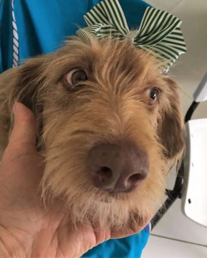 Cachorro ra a SRD idade 7 a 11 meses nome BOMBOM