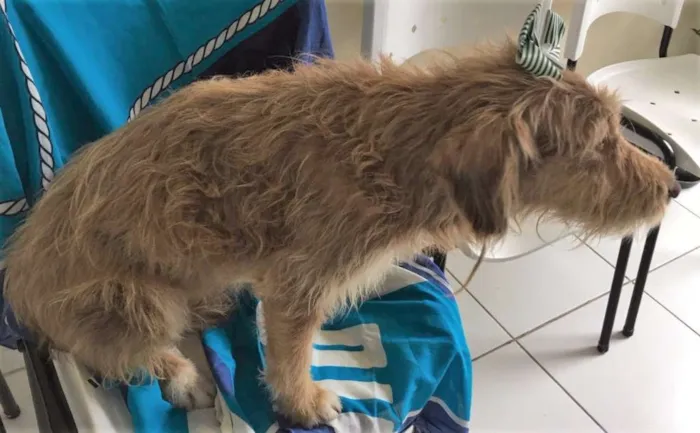 Cachorro ra a SRD idade 7 a 11 meses nome BOMBOM