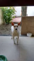Branquinha