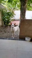 Branquinha