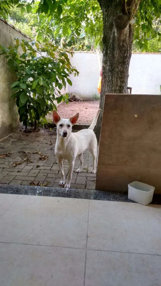 Cachorro ra a Vira lata idade 5 anos nome Branquinha