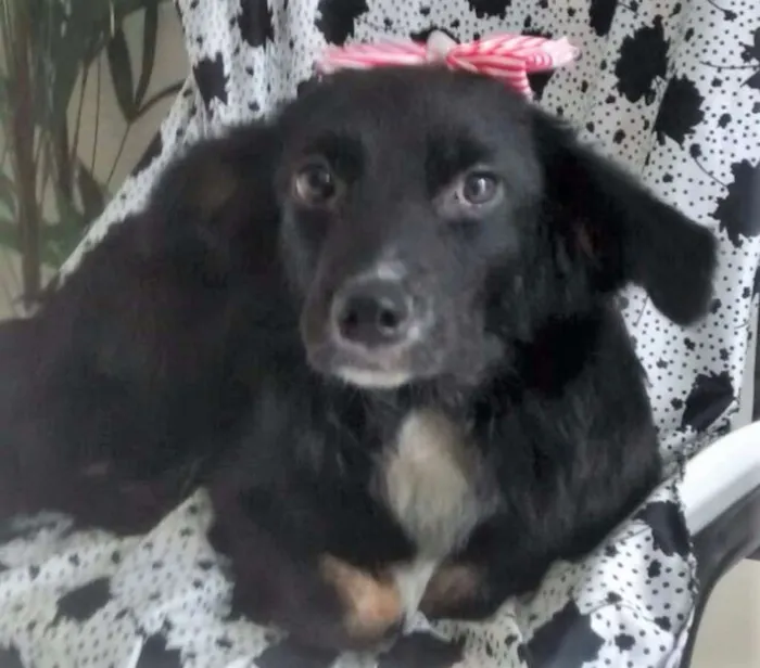 Cachorro ra a SRD idade 7 a 11 meses nome CHANDELE