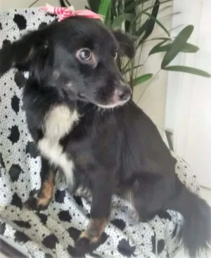 Cachorro raça SRD idade 7 a 11 meses nome CHANDELE