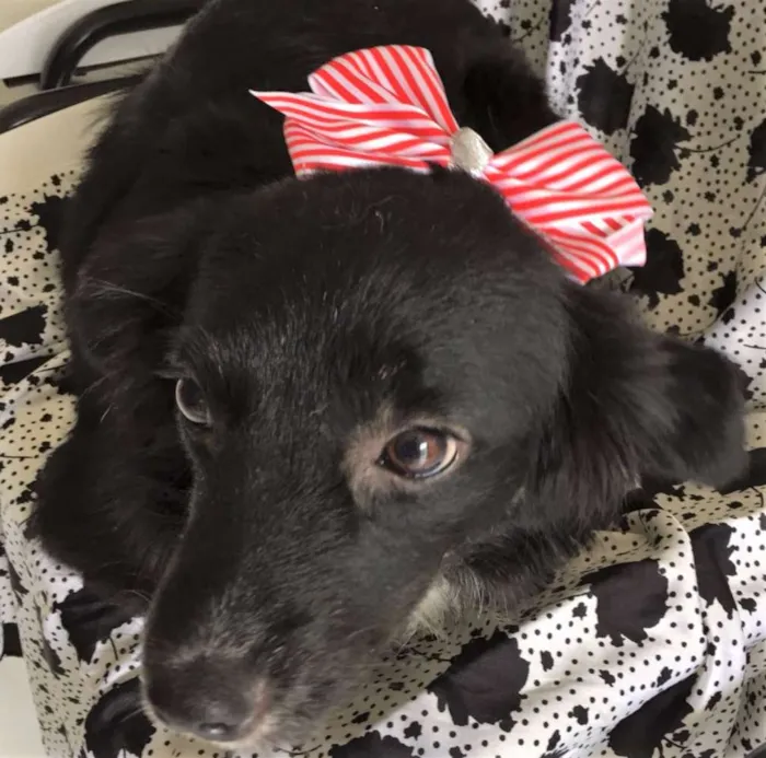 Cachorro ra a SRD idade 7 a 11 meses nome CHANDELE