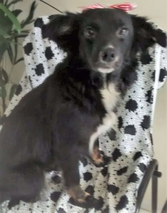 Cachorro ra a SRD idade 7 a 11 meses nome CHANDELE
