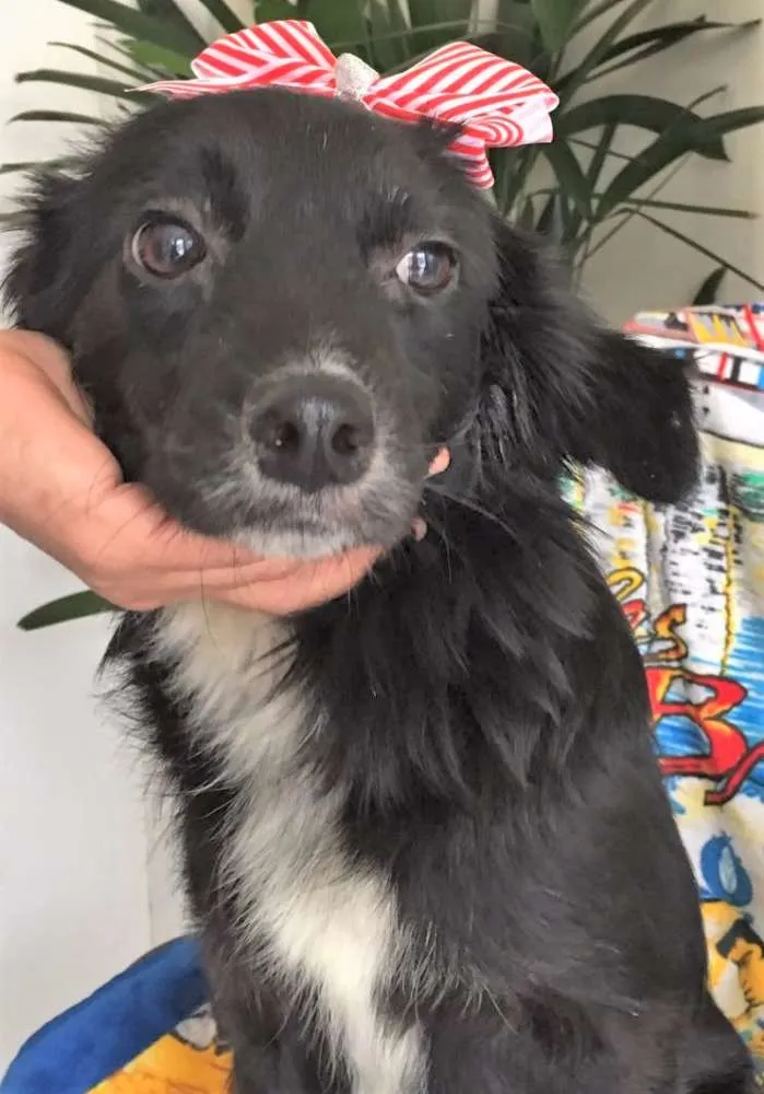 Cachorro ra a SRD idade 7 a 11 meses nome CHANDELE
