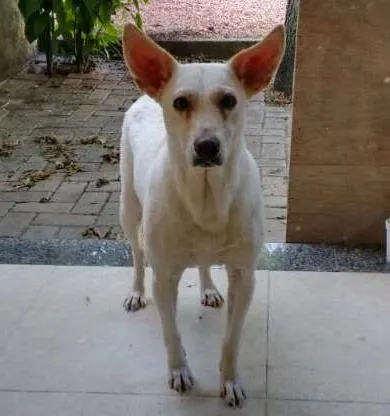 Cachorro ra a Vira lata idade 5 anos nome Branquinha