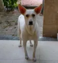 Branquinha