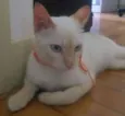 Gato 