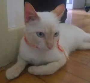 Gato raça Srd idade 2 a 6 meses nome Gato 