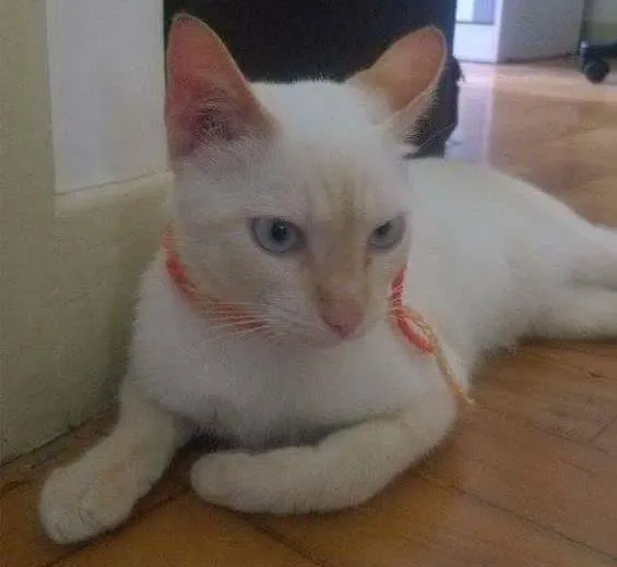 Gato ra a Srd idade 2 a 6 meses nome Gato 