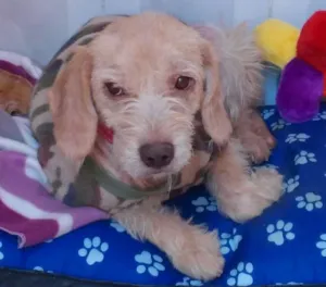 Cachorro raça mesticinha idade 1 ano nome Belinha