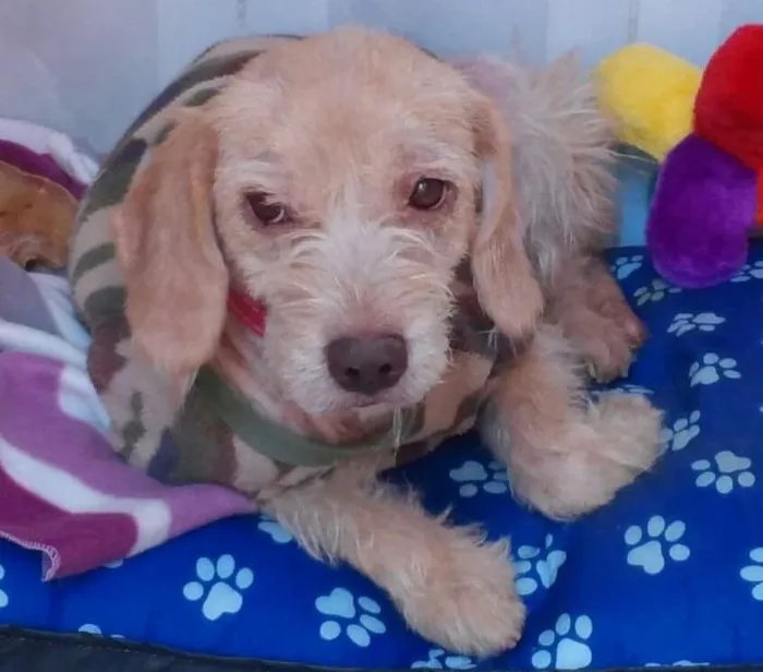 Cachorro ra a mesticinha idade 1 ano nome Belinha