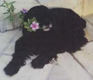 Cachorro raça Coker Spainel idade 6 ou mais anos nome Fred