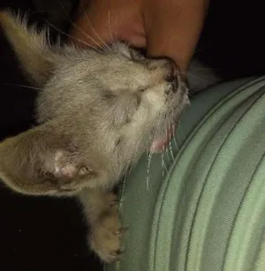 Gato raça Sem raça definida idade Abaixo de 2 meses nome Ainda não tem