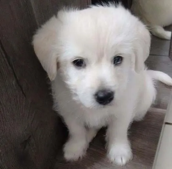 Cachorro ra a Srd idade 2 a 6 meses nome Filhotes Mercedes