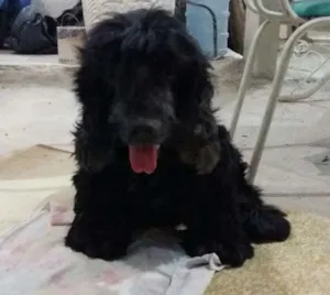Cachorro raça Cocker idade 6 ou mais anos nome Negão