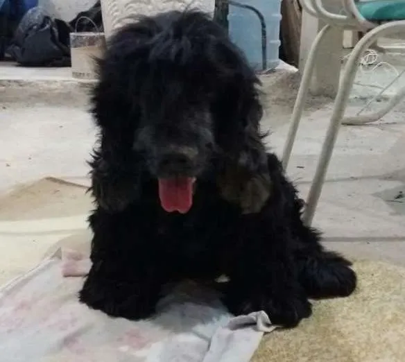 Cachorro ra a Cocker idade 6 ou mais anos nome Negão