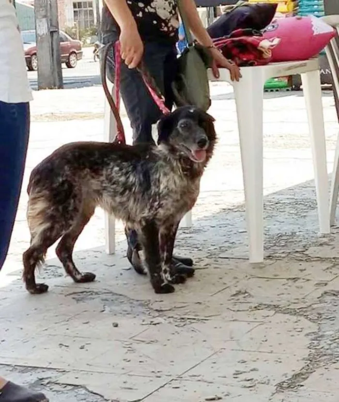 Cachorro ra a Setter idade 5 anos nome Poi