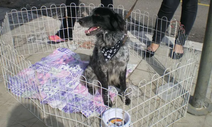Cachorro ra a Setter idade 5 anos nome Poi