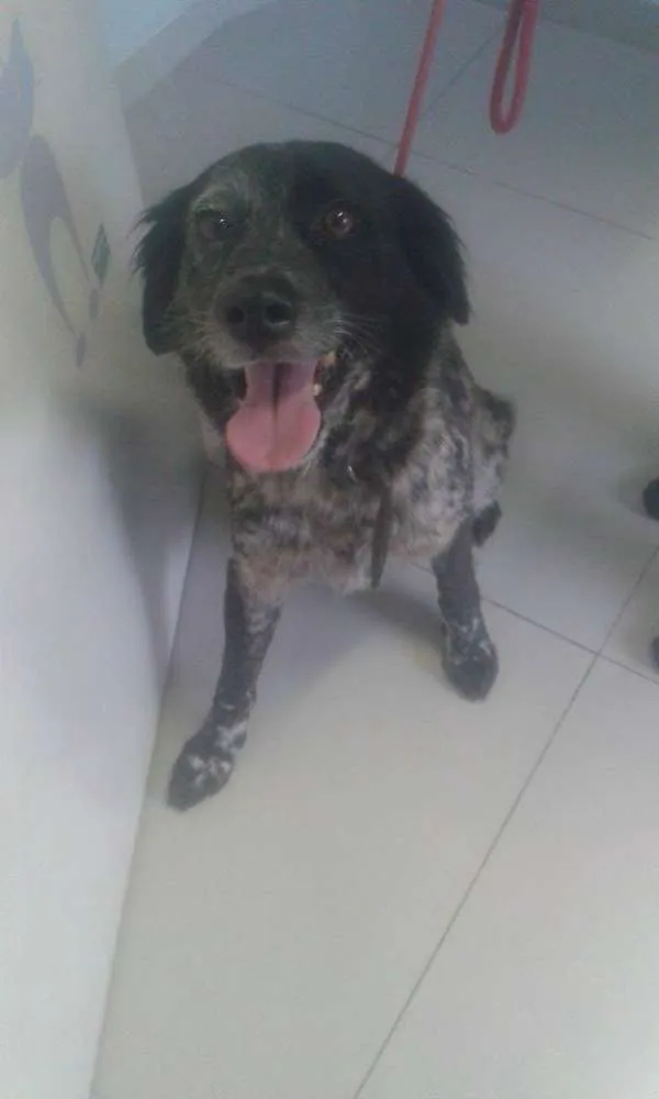 Cachorro ra a Setter idade 5 anos nome Poi