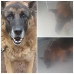 Cachorro raça Pastor Alemão idade 6 ou mais anos nome Tenente