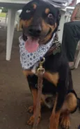 Vitório