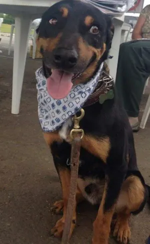 Cachorro raça SRD idade 3 anos nome Vitório