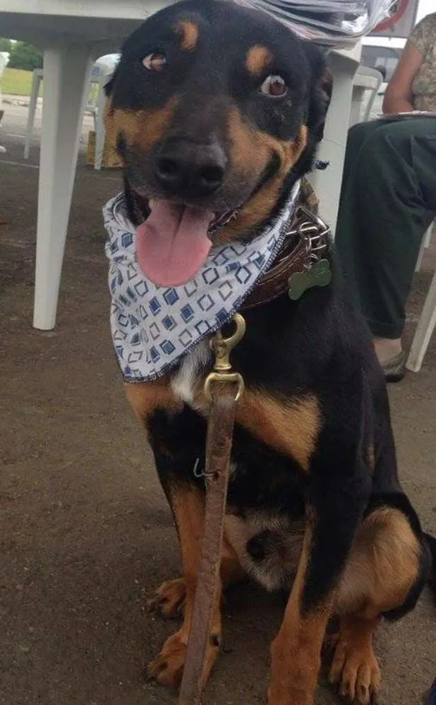 Cachorro ra a SRD idade 3 anos nome Vitório