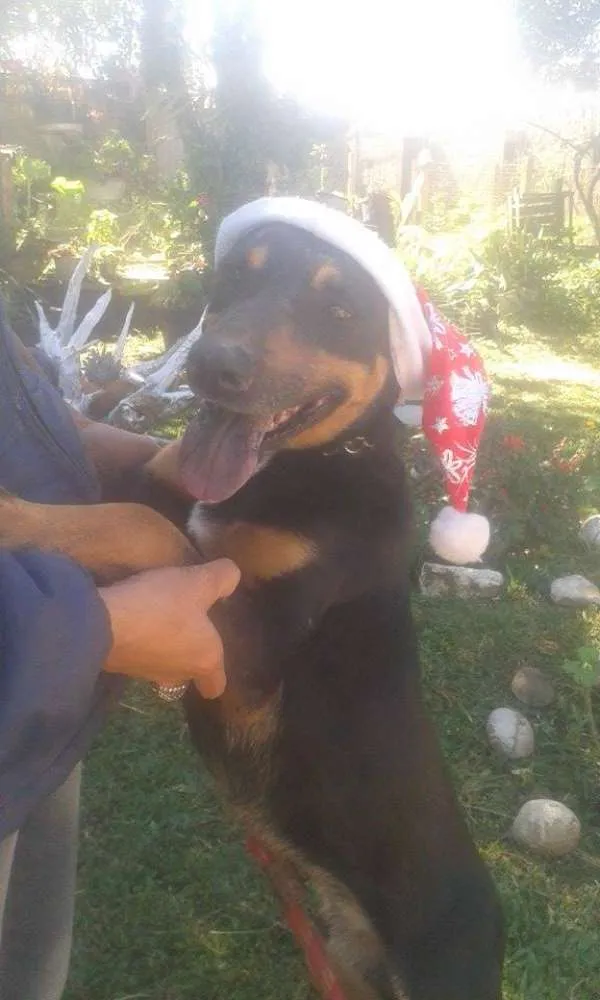 Cachorro ra a SRD idade 3 anos nome Vitório