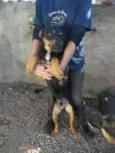 Vitório