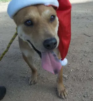 Cachorro raça SRD idade 3 anos nome Batatinha
