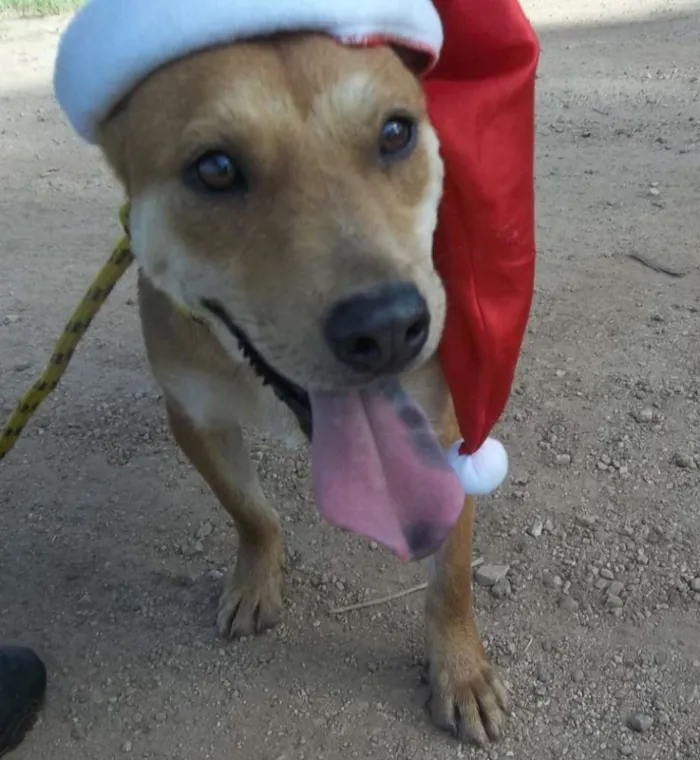 Cachorro ra a SRD idade 3 anos nome Batatinha