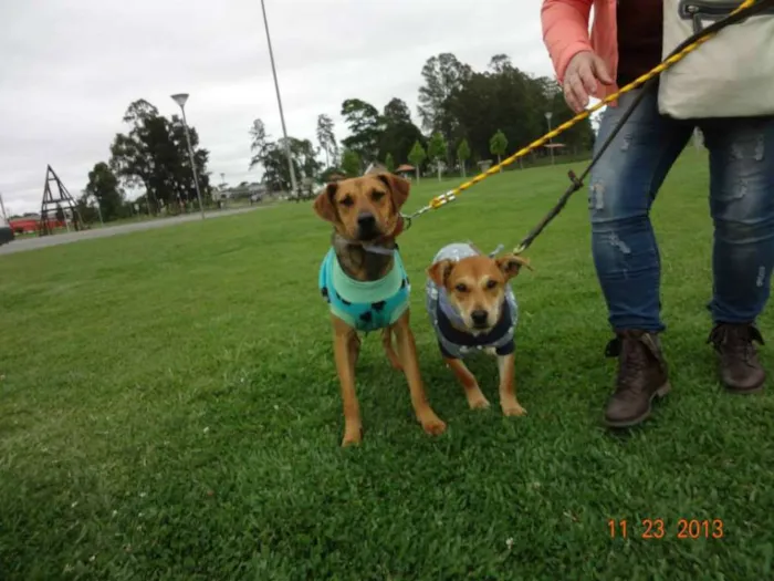 Cachorro ra a SRD idade 3 anos nome Batatinha