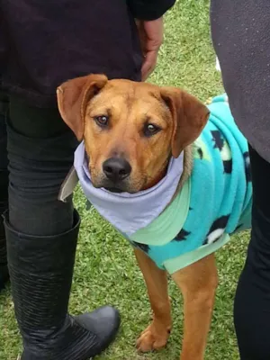 Cachorro raça SRD idade 3 anos nome Tiaguinho