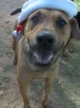 Tiaguinho
