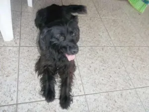 Cachorro raça SRD idade 6 ou mais anos nome Pandora
