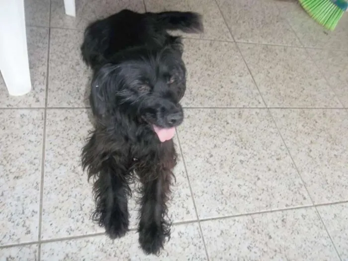 Cachorro ra a SRD idade 6 ou mais anos nome Pandora
