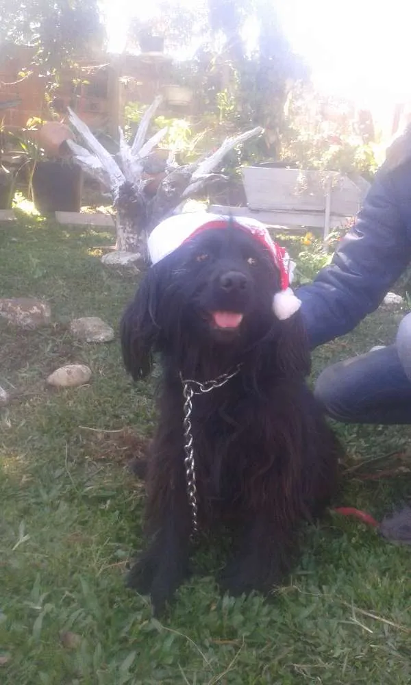 Cachorro ra a SRD idade 6 ou mais anos nome Pandora