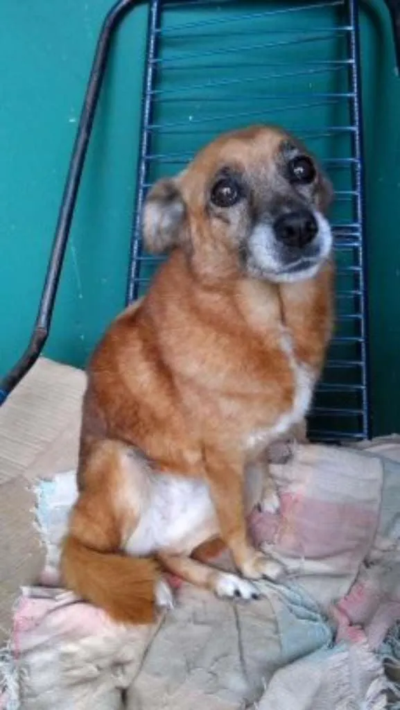 Cachorro ra a SRD idade 6 ou mais anos nome LILITY