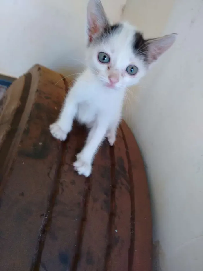 Gato ra a  idade Abaixo de 2 meses nome 3 Gatinhos