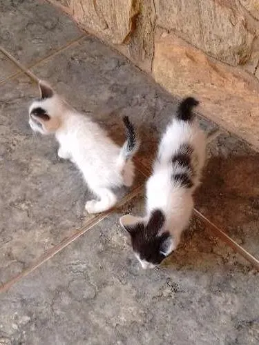 Gato ra a  idade Abaixo de 2 meses nome 3 Gatinhos