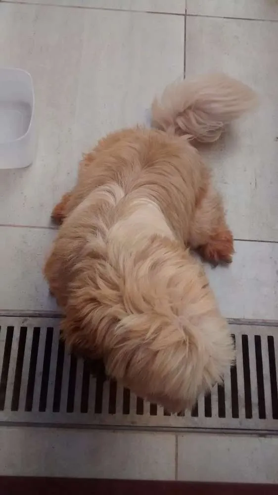 Cachorro ra a Lhasa apso idade  nome Sem informação 