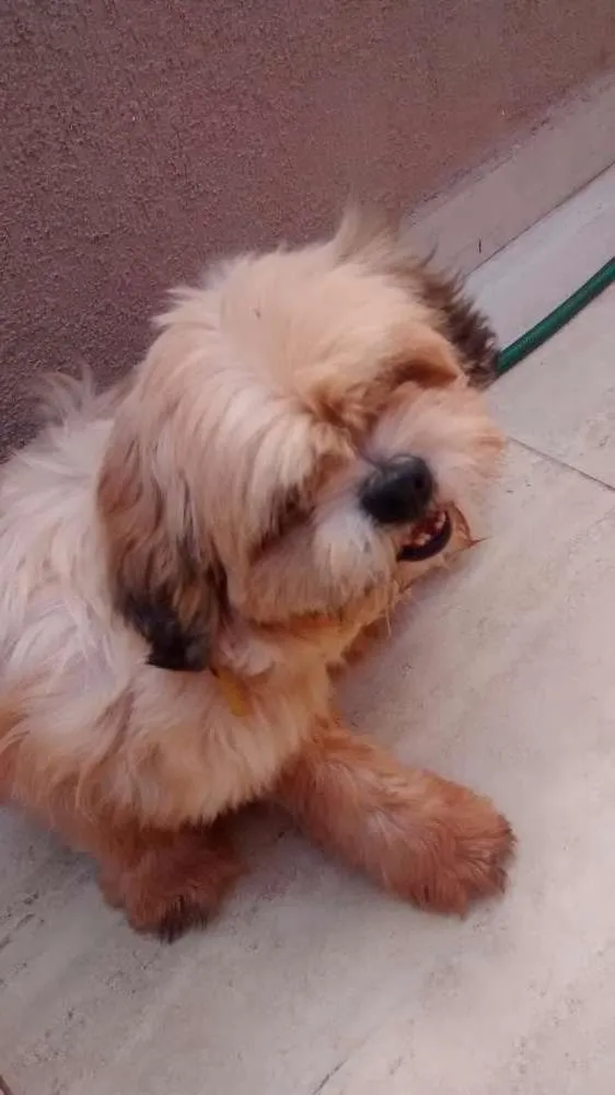 Cachorro ra a Lhasa apso idade  nome Sem informação 