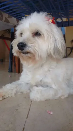 Cachorro raça Lhasa apso misturado idade 6 ou mais anos nome Belinha