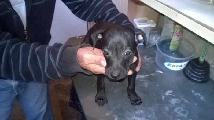 Cachorro ra a não definida idade 2 a 6 meses nome não tem nome 
