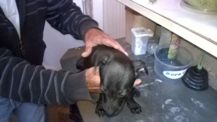 Cachorro ra a não definida idade 2 a 6 meses nome não tem nome 