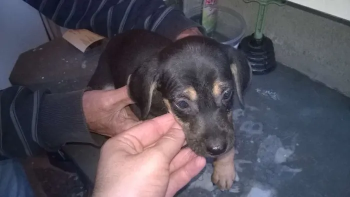Cachorro ra a não definida idade 2 a 6 meses nome não tem nome 