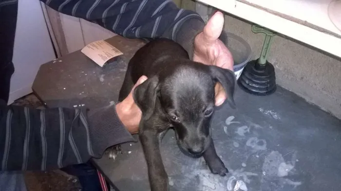 Cachorro ra a não definida idade 2 a 6 meses nome não tem nome 
